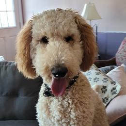 Foghorn - Poodle puppy in Lebanon, Ohio from Lucky's Legacy