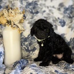 Black Male - male Cavapoochon puppy in Waldron, Arkansas from Kay’s Cutie Poos