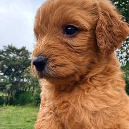 Girl 4 - Red female Bernedoodle puppy in Captain Cook, Hawaii from Big Island Goldendoodles