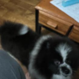 Bandit - Black parti male Pomeranian puppy in Woodsfield, Ohio from Country Lane Kennels