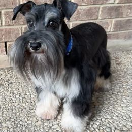 Chip - Black and silver male Miniature Schnauzer puppy in San Antonio, Texas from Texas Blessed Schnauzers