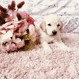 Bernedoodle and Labradoodle Puppies from Royal Doodles