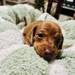 Asher - Dapple male Dachshund puppy in Fontana, California from DOXI.E.