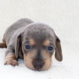 Lottie - Blue and tan female Dachshund puppy in Fairfax, Iowa from Grayson’s Lovable Dachshunds
