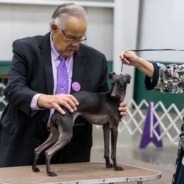 Carmen - Italian Greyhound