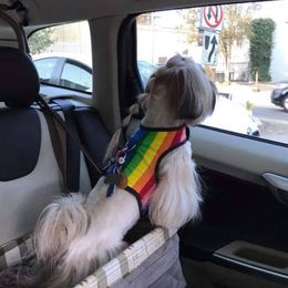 Shih Tzu Puppies from Jazzie Shih Tzu