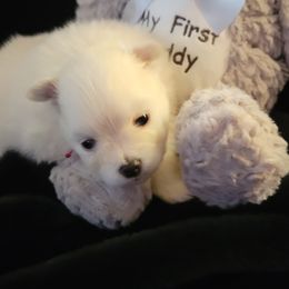 Pomeranian puppies from Red Wagon Pomeranians