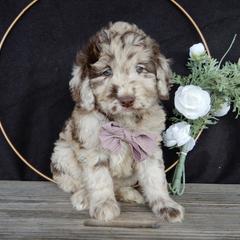 Remi - Merle female Labradoodle puppy in Millersburg, Ohio from My Pals