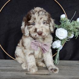 Remi - Merle female Labradoodle puppy in Millersburg, Ohio from My Pals