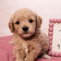 Bowie - Apricot male Goldendoodle puppy in Hendersonville, Tennessee from Ben's Best Buddy Goldendoodles