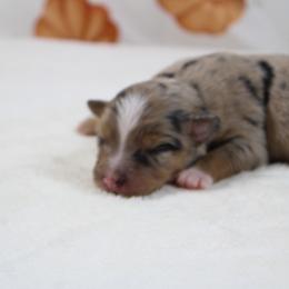 Aspen - Blue merle female Toy Australian Shepherd puppy in Bauxite, Arkansas from J & B Mini Aussies