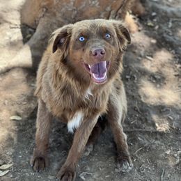 Hank - Toy Australian Shepherd
