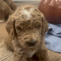 Goldendoodle Puppies from Ellie's Goldendoodles