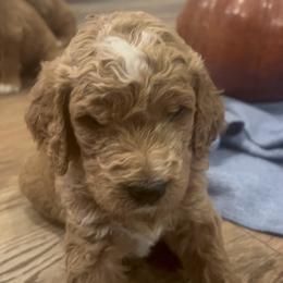 Goldendoodle Puppies from Ellie's Goldendoodles