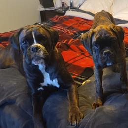 Boxers from FARZE BOXERS