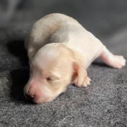 Freedom Chaser - Piebald male Dachshund puppy in Tucson, Arizona from Crowned Doxies