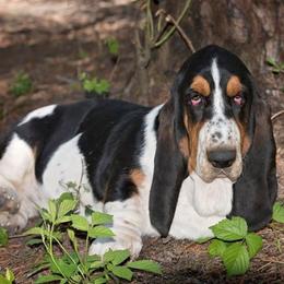 Olivia - Basset Hound