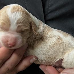 Cec boy 6 - Orange and white male Brittany puppy in Floyd Knobs, Indiana from Cross Creek Brittanys