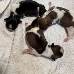 Tom - Black and white male Shih Tzu puppy in Eunice, Louisiana from 4J's Cajun Kennels