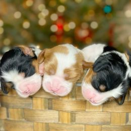 Cavalier King Charles Spaniel and Cavapoo Puppies from Red Skye Cavaliers and Cavapoos