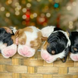 Cavalier King Charles Spaniel and Cavapoo Puppies from Red Skye Cavaliers and Cavapoos