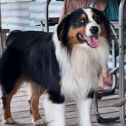 Australian Cattle Dog, Australian Shepherd, Companion Cross, and Miniature Australian Shepherd Puppies from MK Aussies