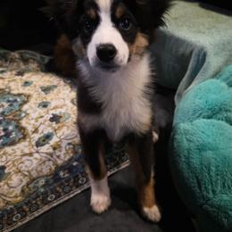 Sierra - Black tri female Miniature American Shepherd puppy in Shreveport   Bossier, Louisiana from Jem Miniature American Shepherds