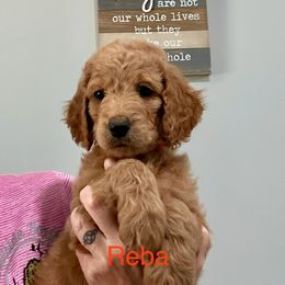 Goldendoodle Puppies from Lakeside Doodles