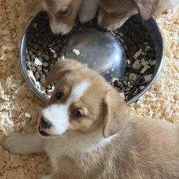 Girl 4 - Red female Pembroke Welsh Corgi puppy in Sterling, Connecticut from Corgi Cottage