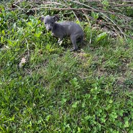 Josephine - Blue female Italian Greyhound puppy in Wilkes Barre, Pennsylvania from Laraz Pupz