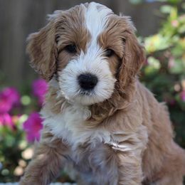 Australian Labradoodle Puppies from Mandevilla Labradoodles