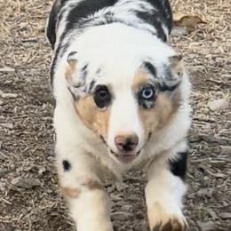 Joonie - White merle female American Corgi puppy in Sequatchie, Tennessee from Green Star Farm Corgis
