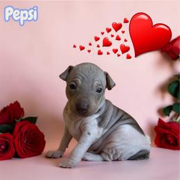 Pepsi - White and chocolate male American Hairless Terrier puppy in Arizona City, Arizona from Gaus Hof