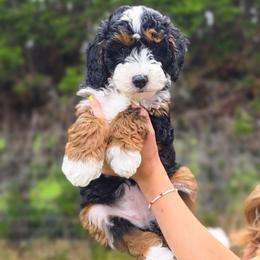 Apple - Tri-color female Bernedoodle puppy in Moses Lake, Washington from Macy Meadows Doodles