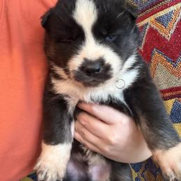Siberian Husky Puppies from White Wolf LLC