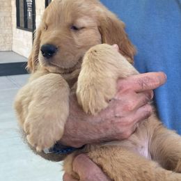 AKC Charlotte of Six Girls - Dark golden Golden Retriever puppy in Sacramento Area, California from Gold Country Golden Retrievers