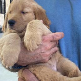 AKC Charlotte of Six Girls - Dark golden Golden Retriever puppy in Sacramento Area, California from Gold Country Golden Retrievers
