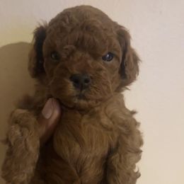 Milo - Red  male Poodle puppy in Long Island, New York from Minipaws kennel