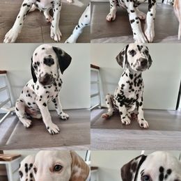 Dalmatian Puppies from City Dals