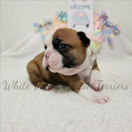 Puck - Seal and white male Boston Terrier puppy in Mulberry, Arkansas from White Valley Boston Terriers