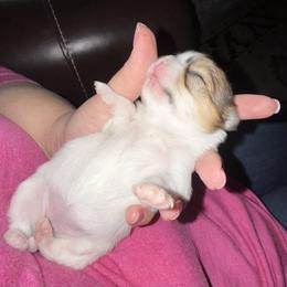 Chihuahua Puppies from Princess Paws LLC