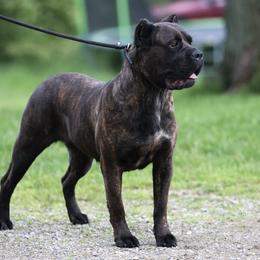 Robin - Cane Corso