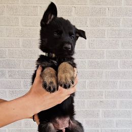 Ingrid Pitt - Bi-color female German Shepherd puppy in Winston Salem, North Carolina from Samtastic Shepherds
