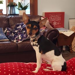 EmaLee - Toy Fox Terrier