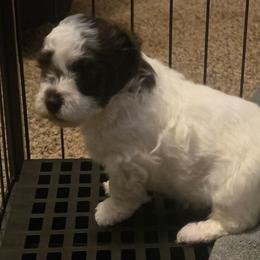 Cali - Chocolate female Havanese puppy in Columbus, Ohio from Havanese Puppies Columbus