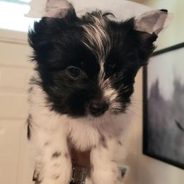 Stella - Parti female Yorkshire Terrier puppy in Mattoon, Illinois from Strohlz Yorkies
