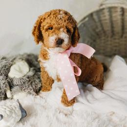 Goldendoodle puppies from WonderDoodles