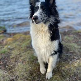 Lady - Shetland Sheepdog