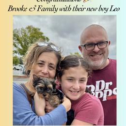 Biewer Terrier and Yorkshire Terrier Puppies from Southeast Biewers