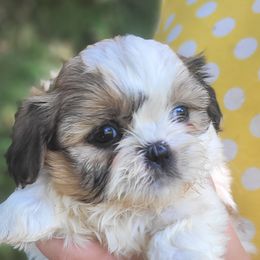 Shih Tzu Puppies from Melanie Moyer's Shih Tzus